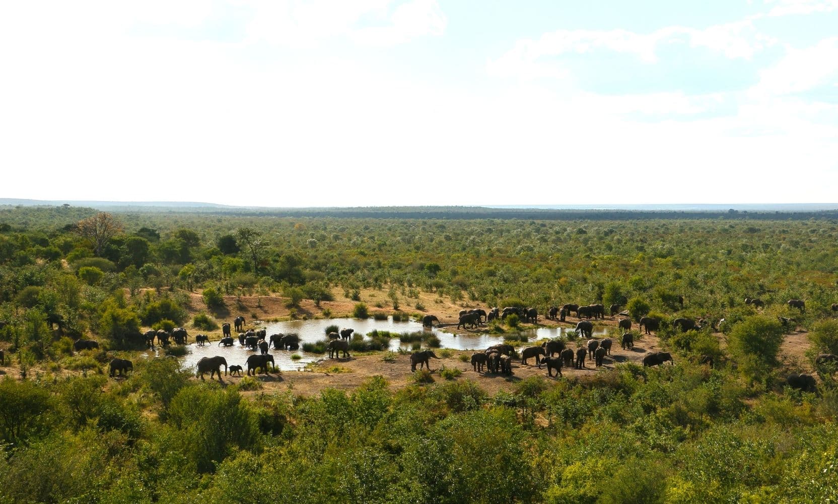 Waterhole view from the Buffalo Bar
