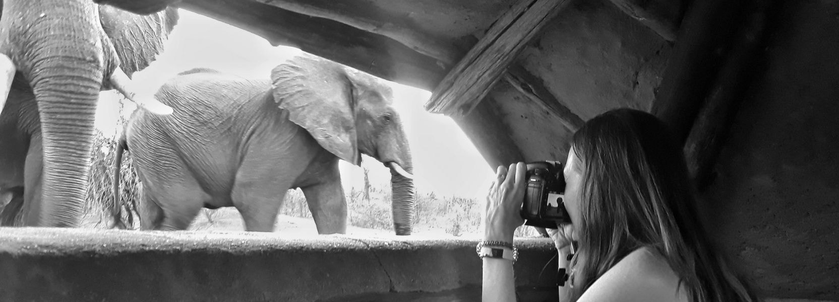A fly-on-the-wall view of wildlife at Victoria Falls Safari Collection